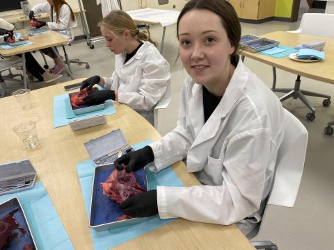 students examining pig heart