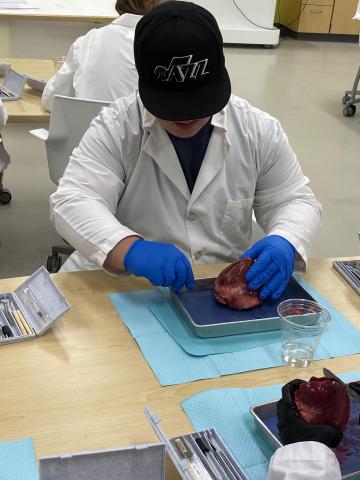 student starting to dissect