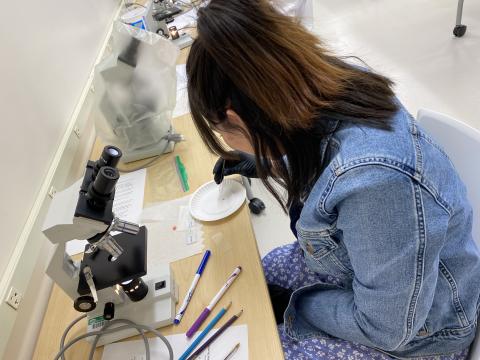student setting bug on plate to microscope