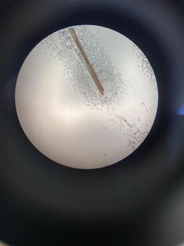 microscopic image of a hair shaft