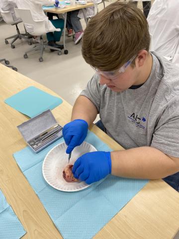 student cutting into the cow eye