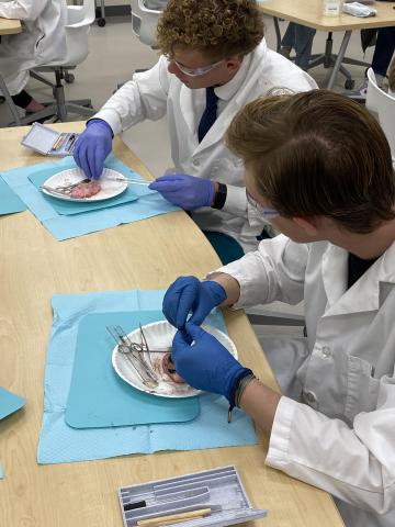two students discussing dissection