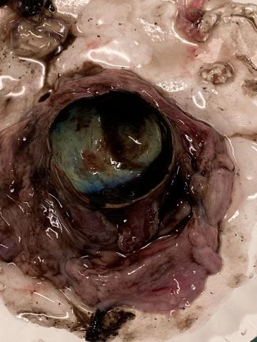 dissected cow eyeball