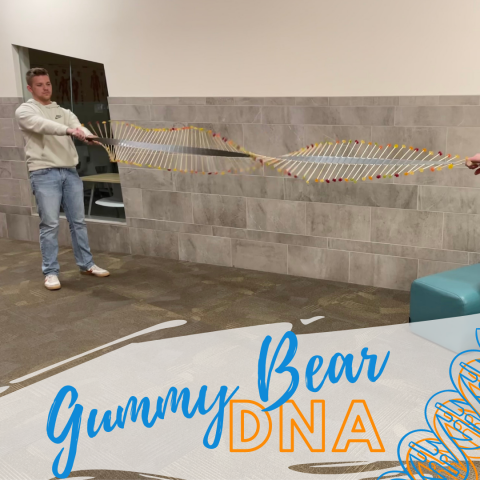 Gummy Bear DNA Model
