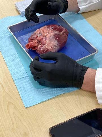 picture of pig heart