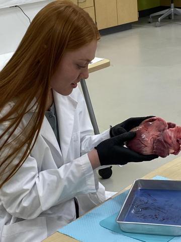 student starting to dissect heart