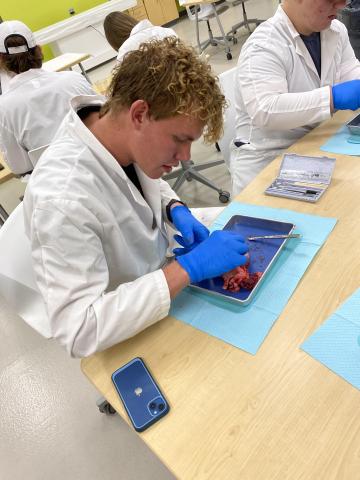 student looking at pig heart