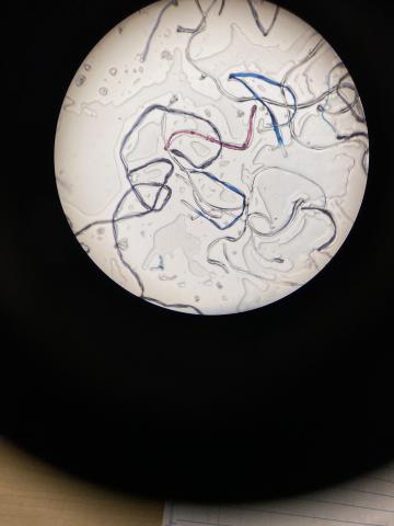 fibers in microscope