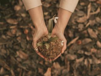 Hands holding dirt and a plant
