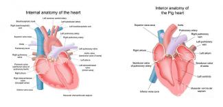 pig an human heart illustrations