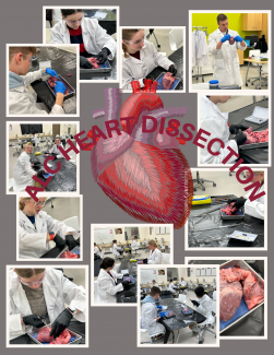 collage of dissections